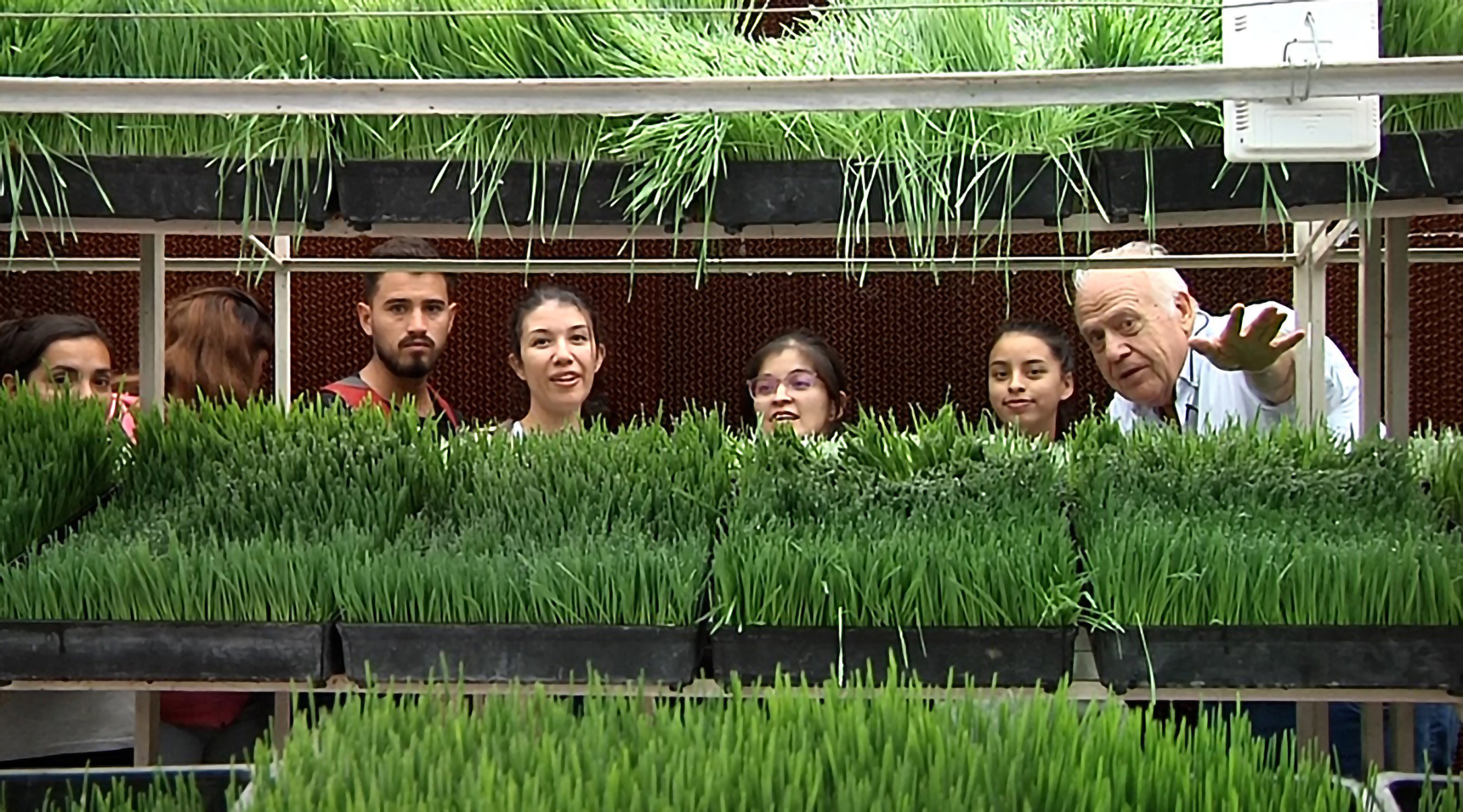 Producción de Forraje Verde Hidropónico en Norte Verde