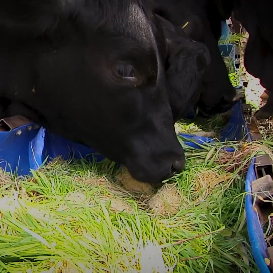 Animales alimentándose con forraje verde hidropónico