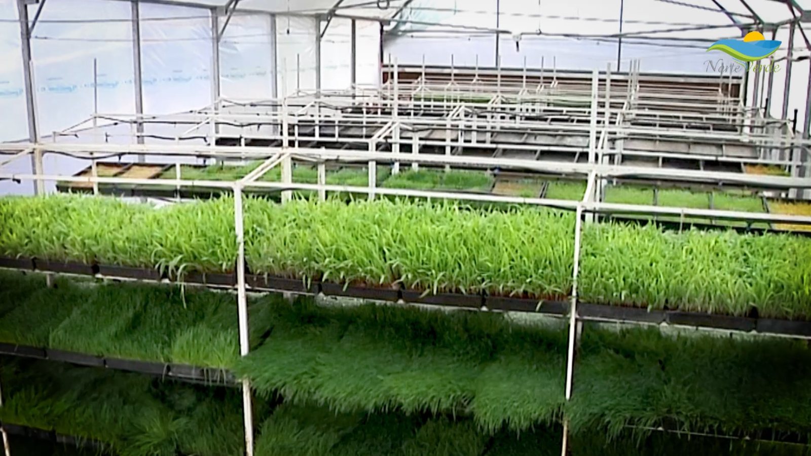Bandejas de Forraje Verde Hidropónico en un vivero productivo