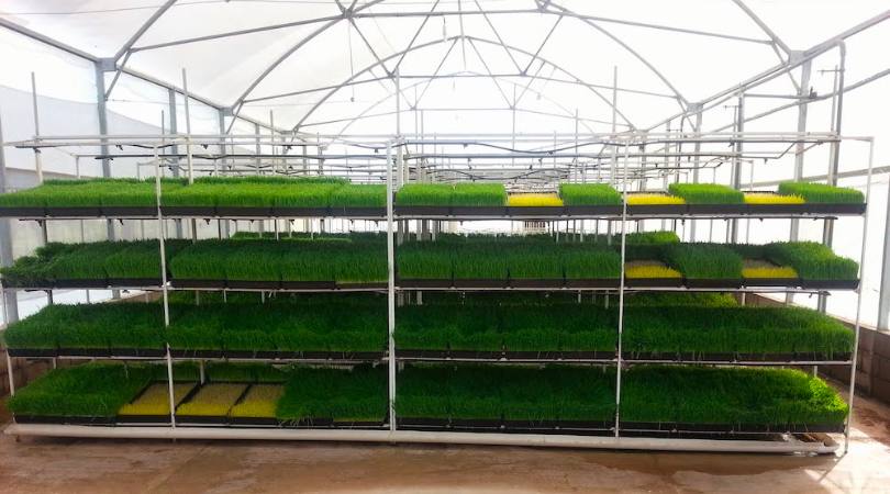 Vivero FVH productivo